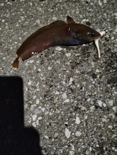 ドンコの釣果