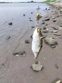 クサフグの釣果