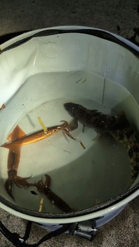 イカの釣果