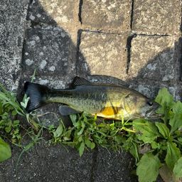 ブラックバス