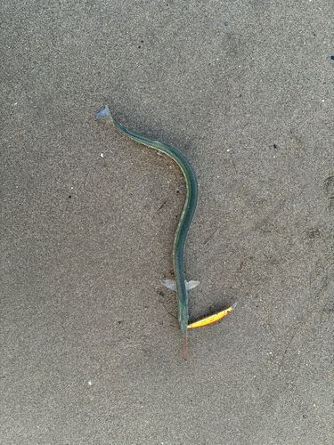 ダツの釣果