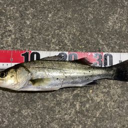 フッコ（マルスズキ）