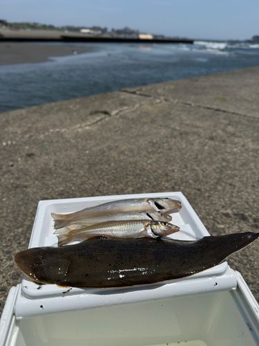 シロギスの釣果