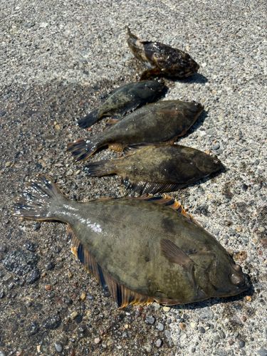 カレイの釣果