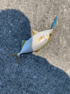 オオモンハタの釣果