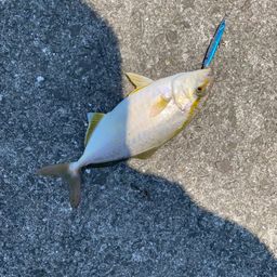 オオモンハタ