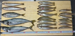 サバの釣果