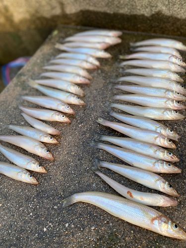 キスの釣果