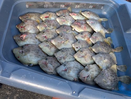 カワハギの釣果