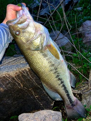 ブラックバスの釣果