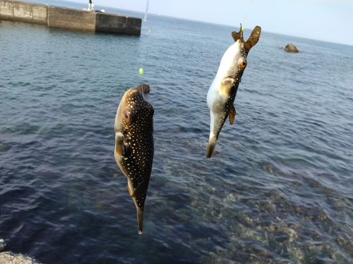 クサフグの釣果