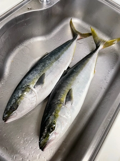 ワラサの釣果
