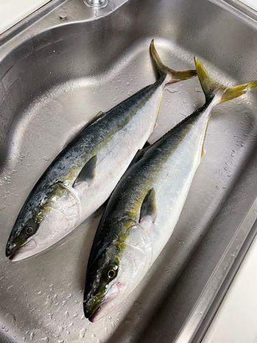 ワラサの釣果