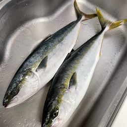 ワラサ