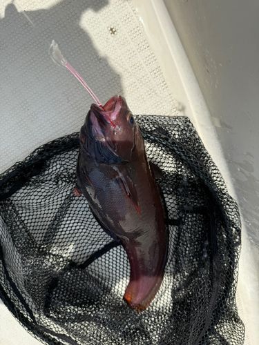 エゾイソアイナメの釣果
