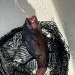 エゾイソアイナメ