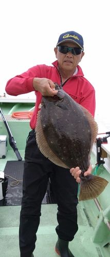 ヒラメの釣果