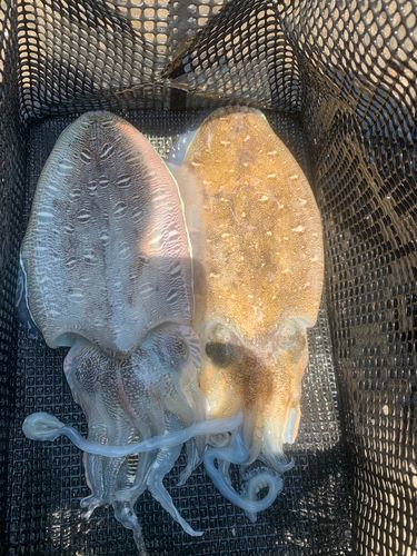 モンゴウイカの釣果