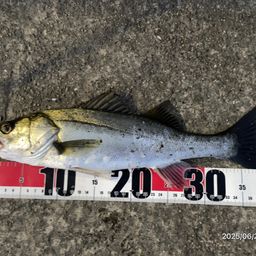 フッコ（マルスズキ）