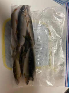 アユの釣果