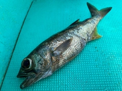 クロムツの釣果