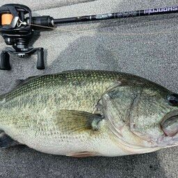 ラージマウスバス