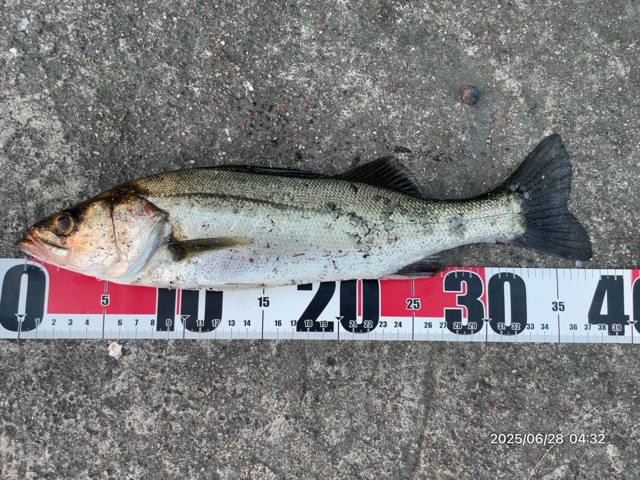 フッコ（マルスズキ）