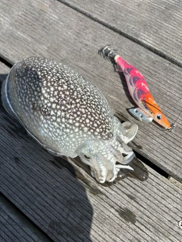 コウイカの釣果