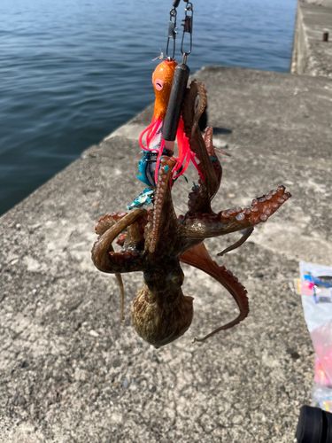 タコの釣果