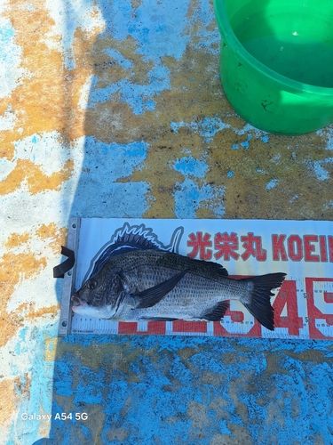 チヌの釣果