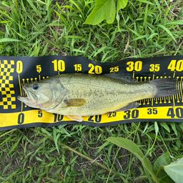 ラージマウスバス