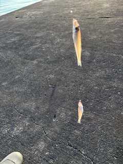 キスの釣果