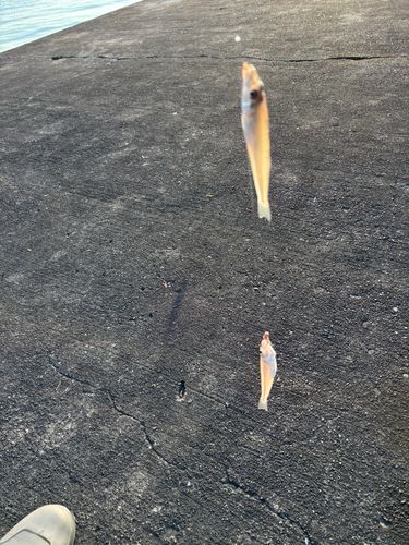 キスの釣果