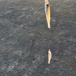キス