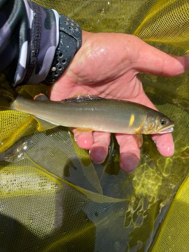 アユの釣果