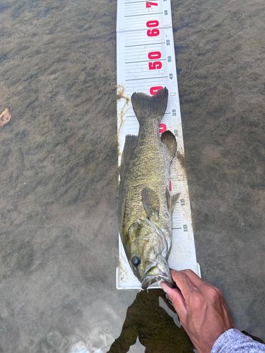 スモールマウスバスの釣果