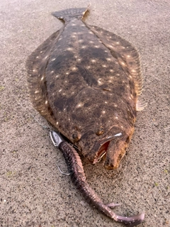 ヒラメの釣果