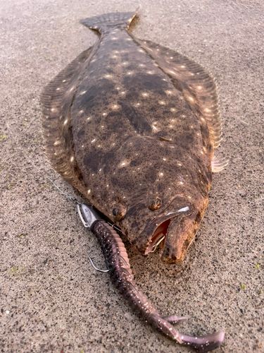ヒラメの釣果