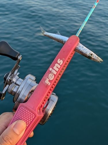 アカカマスの釣果