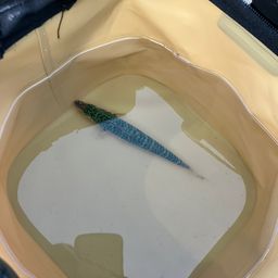 サバ