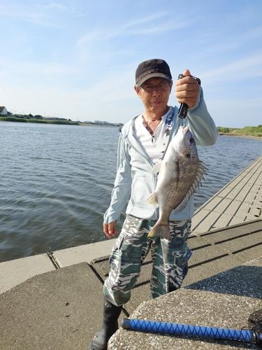 キビレの釣果