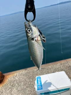 マルアジの釣果
