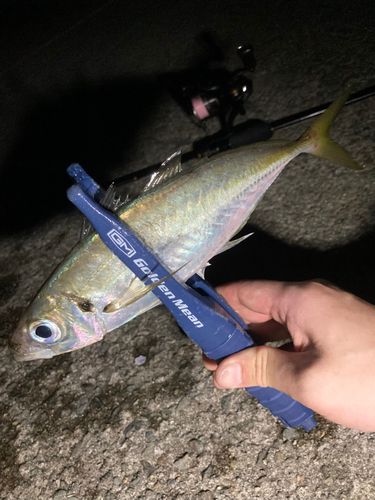 マアジの釣果