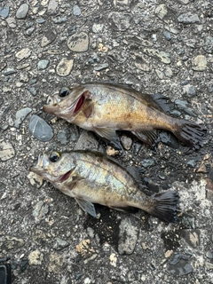 メバルの釣果