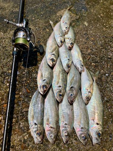 アジの釣果