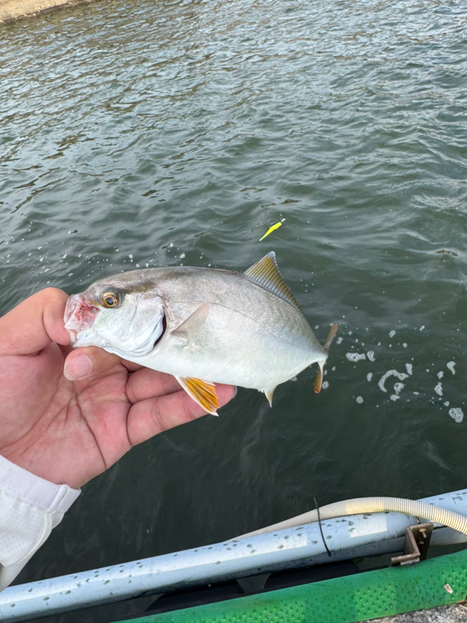 Amazon | シマノ(SHIMANO) ロッド 21 ソアレ XR S48UL-S
