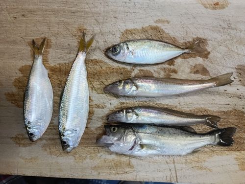 シロギスの釣果