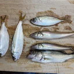 シロギス