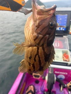 ホウキハタの釣果