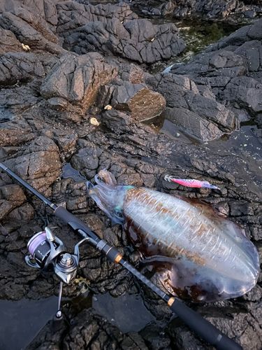 アオリイカの釣果